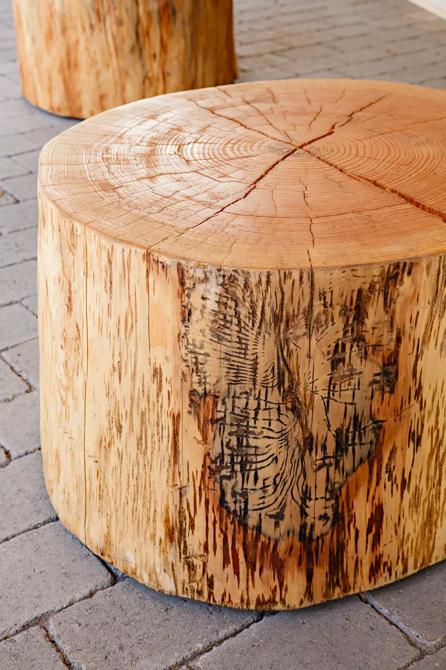 Lewis and Clark college, showing a detail view of stump that is a common theme in the project